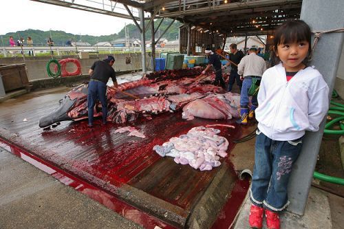 日本屠宰鯨魚現(xiàn)場。