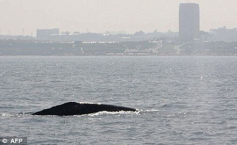 一頭灰鯨在以色列附近地中海海域浮出水面。