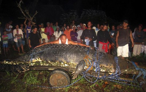 人類至今活捉的最大咸水鱷魚在菲律賓死亡（圖）