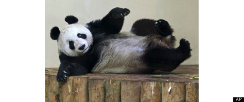 在英國愛丁堡動(dòng)物園的雌性大熊貓“甜甜”