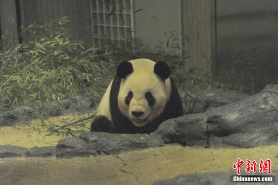 2011年2月22日，日本東京，雄性大熊貓“比力”（“力力”）在上野動(dòng)物園內(nèi)。