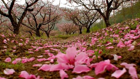 官溪桃花節(jié)-1-臺州19樓.jpg