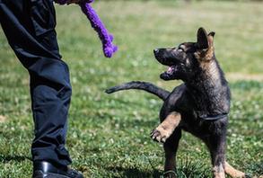 （社會）（1）全國首只克隆警犬正式“入學”