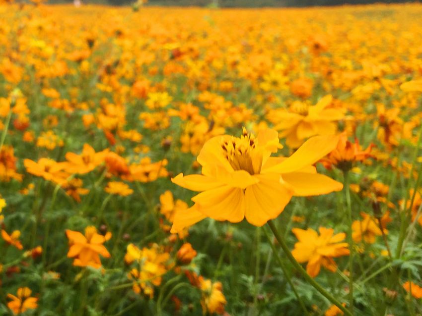 冬季到福州南江濱看花?！〗瘘S和橙色花朵別樣美