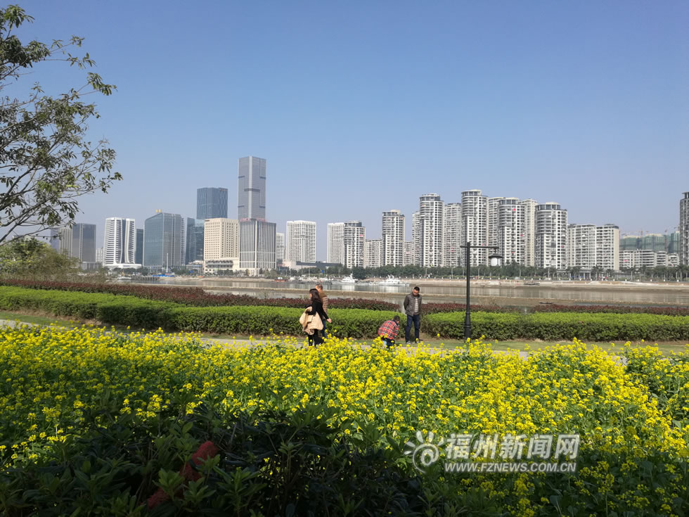 “福州藍”下，福州公園成金色花海